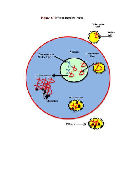 File:The five (5) Stages of Viral Replication..pdf