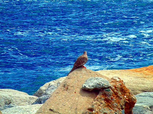 A dove in front of the sea...