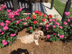 A dog enjoys the Thomasville Rose Garden