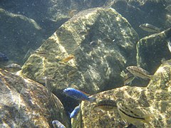 Labeotropheus trewavasae "Thumbi West" - (au centre, de couleur bleue avec la nageoire dorsale rouge)