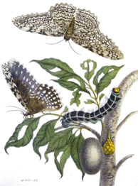 Thysania agrippina par Merian.gif