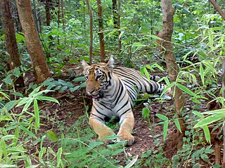 Tadoba Andharin kansallispuisto