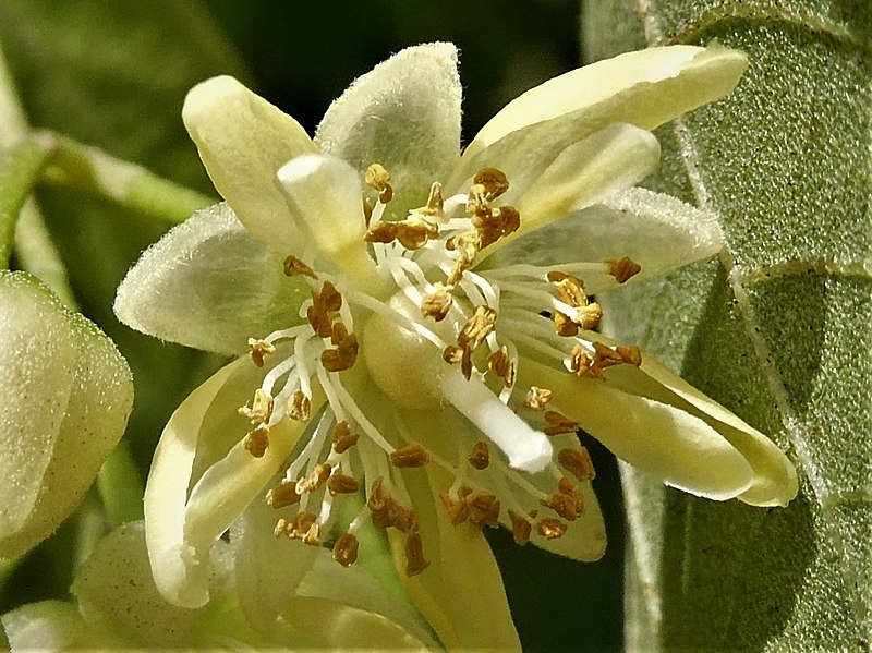 File:Tilia chingiana individual flower.jpg