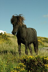 Foto di tre quarti del viso di un pony di Dartmoor.