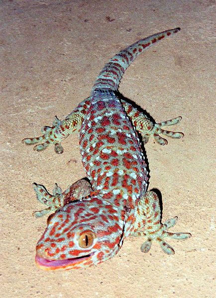 File:Tokay Gecko.jpg