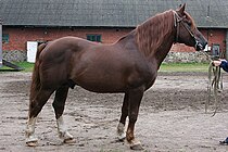 Cavall estonià de raça Tori. Pelatge roig fosc.