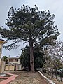 wikimedia_commons=File:Torrey Pine in Golden Hill 1b.jpg