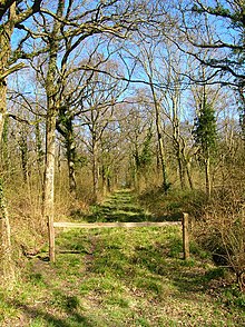 Track, Longlands Wood