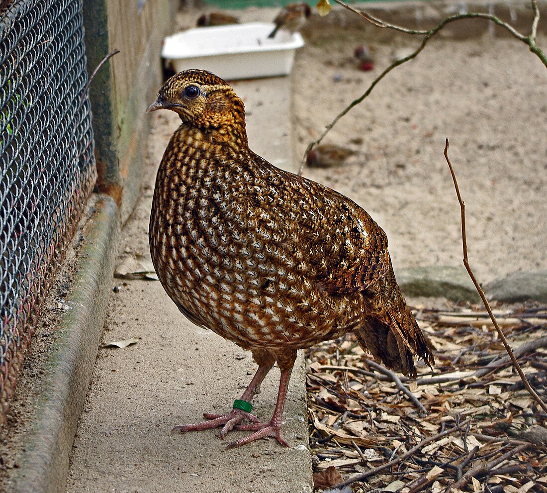 File:Tragopan temminckii female.jpg