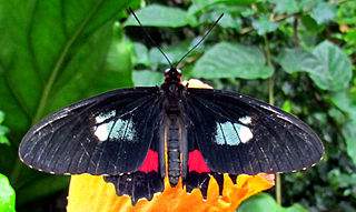 <i>Parides iphidamas</i> Species of butterfly
