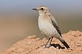 * Kandidimi Female Desert wheatear (Oenanthe deserti) at Bou Hedma national parkI, the copyright holder of this work, hereby publish it under the following license:This image was uploaded as part of Wiki Loves Earth 2024. --El Golli Mohamed 14:11, 4 June 2024 (UTC) * E miratuar  Support Good quality. --Plozessor 17:54, 4 June 2024 (UTC)
