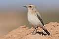 * Nomeamento Female Desert wheatear (Oenanthe deserti) at Bou Hedma national parkI, the copyright holder of this work, hereby publish it under the following license:This image was uploaded as part of Wiki Loves Earth 2024. --El Golli Mohamed 14:11, 4 June 2024 (UTC) * Promoción  Support Good quality. --Plozessor 17:54, 4 June 2024 (UTC)