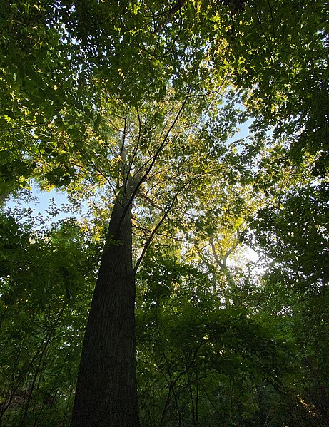 File:Tree, humans are small, iPhone11. 9F7CB86E-203C-40AF-8255-32E2372F4CA0.jpg