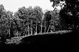 Tree grove in black and white.jpg