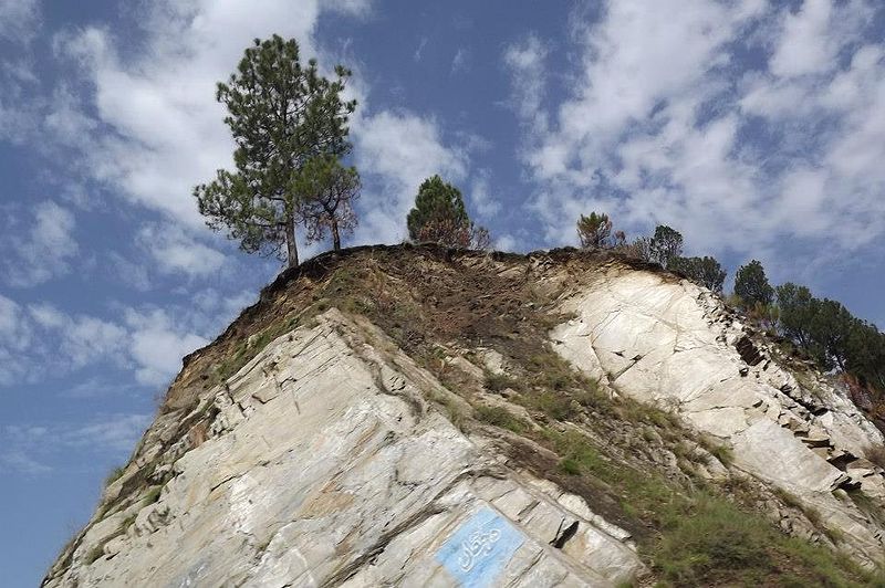 File:Tree on the verge.jpg