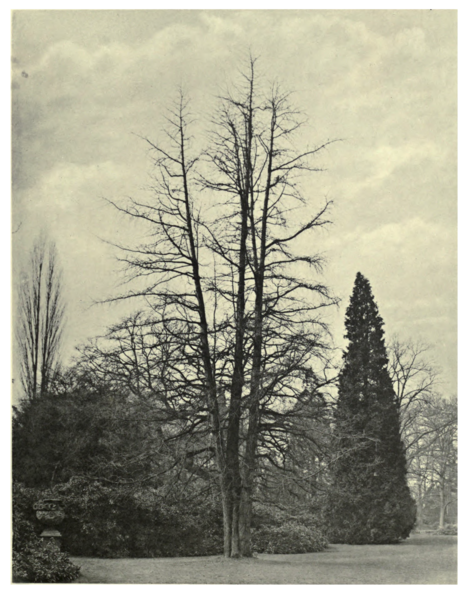 File:TreesGB&I Plates01022.png