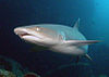 Whitetip reef shark