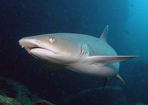 The whitetip reef shark almost exclusively inhabits coral reefs.