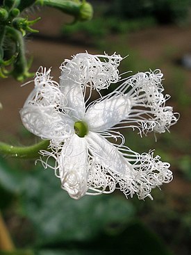 Trichosanthes cucumerina flower 1.jpg