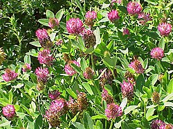 Skogkløver (Trifolium medium)