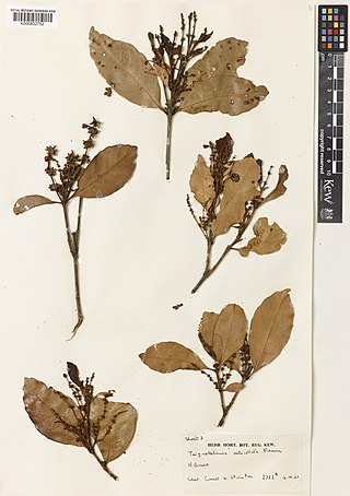 <i>Trigonobalanus verticillata</i> Species of tree