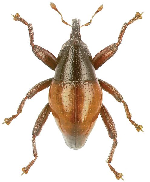 File:Trigonopterus rhomboidalis holotype - ZooKeys-280-001-g070.jpg