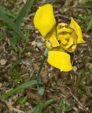 <i>Trimezia martinicensis</i> Species of flowering plant