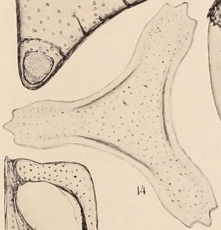 <i>Trinacria</i> (diatom) Extinct genus of single-celled organisms