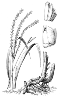 Typart Tripsacum dactyloides