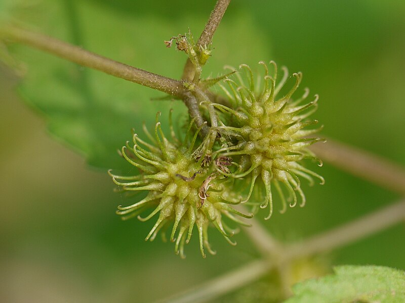 File:Triumfetta annua (5071030892).jpg