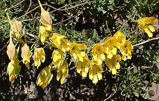 <i>Tropaeolum leptophyllum</i> Species of plant