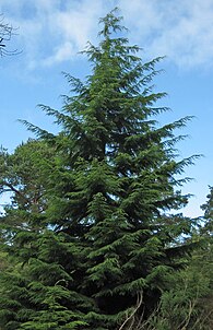 A living Tsuga heterophylla, or western hemlock Tsuga heterophylla1.jpg