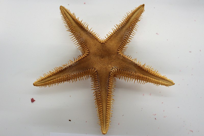 File:Tu - Astropecten armatus - 1.jpg