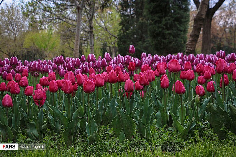 File:Tulips in Mellat park of Mashhad 2020-04-10 09.jpg