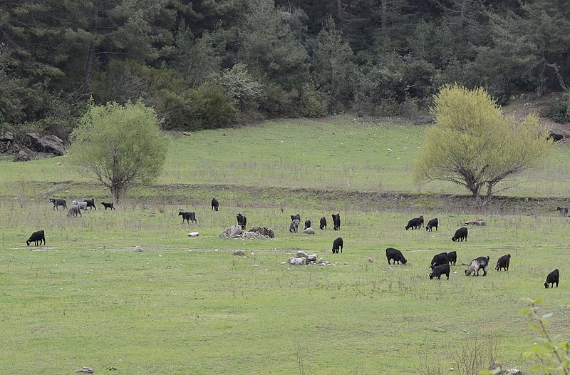 File:Turkish Native Black-hair Goat, Kozan 01.JPG