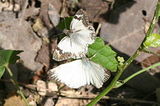 <i>Heliopetes macaira</i> Species of butterfly