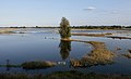cerca Slijk-Ewijk, el rio Waal durante la marea alta (verano 2021)