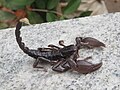 Skorpion z rodzaju Heterometrus