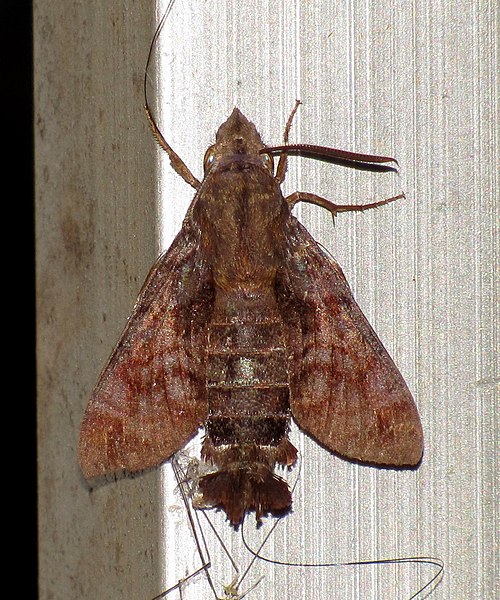 File:Unidentified moth 6404.jpg