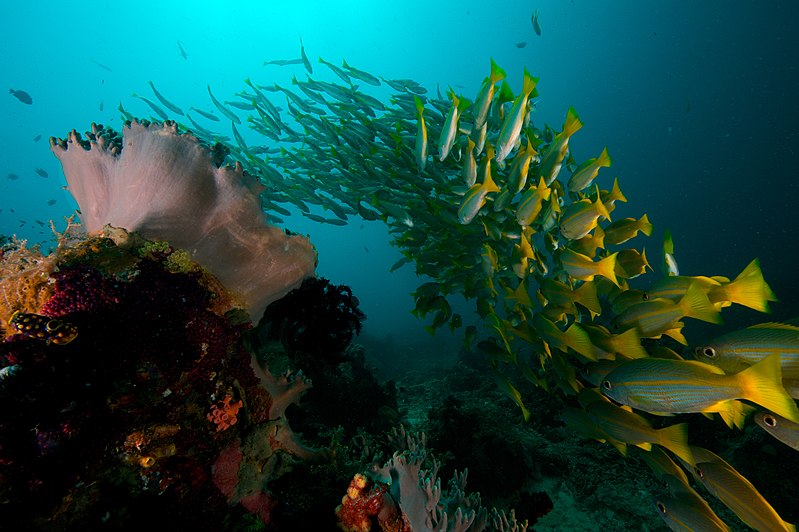 File:Unnamed Road, Kapisawar, Meos Mansar, Kabupaten Raja Ampat, Papua Bar. 98482, Indonesia - panoramio (77).jpg