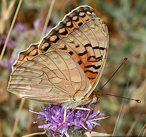 Unsilvered fritillary butterfly.jpg