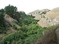 Forested valley on Te Mata Peak