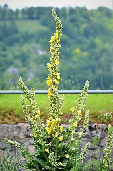 File:Verbascum thapsus 1901.jpg