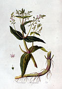 Veronica anagallis — Flora Batava — Volume v2.jpg