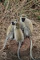 Vervet monkeys