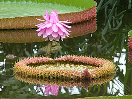 Victoria amazonica