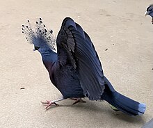 Male pigeon displaying his wings Victorian crowned pigeon displaying wings.jpg