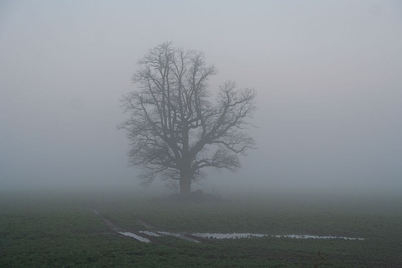 File:Vientuļš koks pie Liepāja - Rīga ceļa - panoramio.jpg