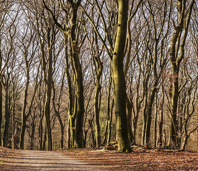 File:Vierhouterbos (Staatsbosbeheer). 14-02-2023. (actm.) 06a.jpg