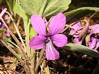 Viola phalacrocarpa